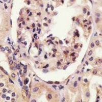 Anti-Nesprin 2 Antibody