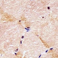 Anti-Integrin alpha 7 Antibody