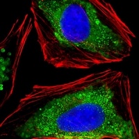 Anti-Integrin alpha 7 Antibody