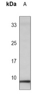 PLM (Phospho-S68) Antibody