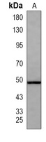 IKK gamma Mouse Monoclonal Antibody