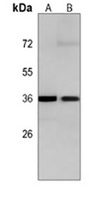 MO25 Mouse Monoclonal Antibody