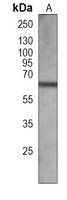 USP22 Mouse Monoclonal Antibody