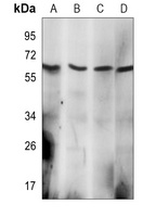 Syndapin-2 Mouse Monoclonal Antibody