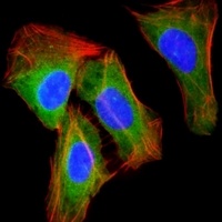 RAB23 antibody