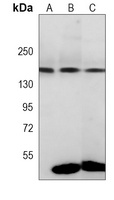 Integrin alpha 11 Mouse Monoclonal Antibody