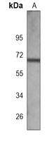 SWAP-70 Mouse Monoclonal Antibody