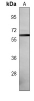 SPAK Antibody
