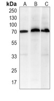 S6K2 Mouse Monoclonal Antibody