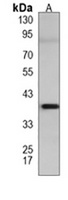 GDE1 Mouse Monoclonal Antibody