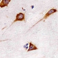 Anti-FAM120A Antibody