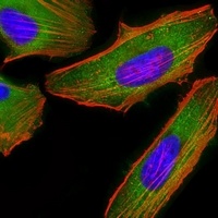 FAM120A antibody