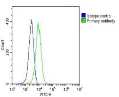 RAP1A antibody