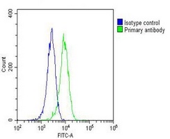 RAB20 antibody