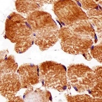 Anti-ATG3 Antibody