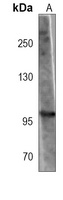 DISC-1 Mouse Monoclonal Antibody