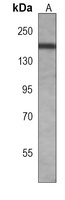 PRDM10 Mouse Monoclonal Antibody