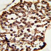 Anti-Pr-Set7 Antibody