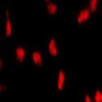 Anti-Pr-Set7 Antibody