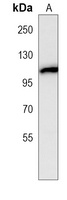 CYLD Antibody