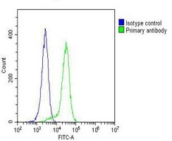 Anti-CYLD Antibody