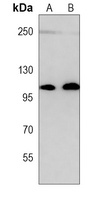 PRDM16 Mouse Monoclonal Antibody