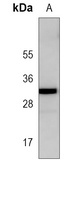 UBTD1 Mouse Monoclonal Antibody