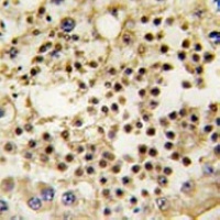 Anti-LIN28A Antibody