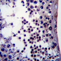 Anti-NANOG Antibody