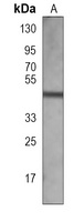 PRDM12 Mouse Monoclonal Antibody