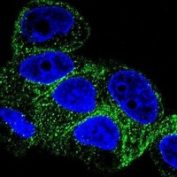 Beta1-tubulin Antibody