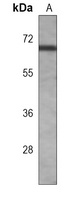 p63 Mouse Monoclonal Antibody