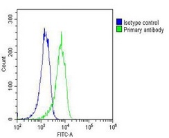 Anti-RAB1B Antibody