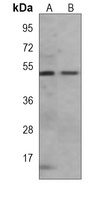 Makorin-2 Antibody