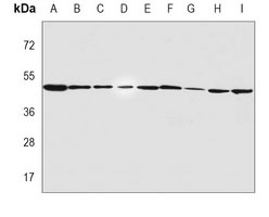 SHARP1 Mouse Monoclonal Antibody