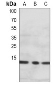 Endobrevin Mouse Monoclonal Antibody