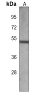 FUCA2 Mouse Monoclonal Antibody