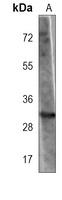 Latexin Antibody