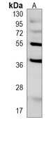 CD273 Mouse Monoclonal Antibody
