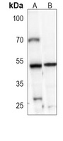 VRK1 Antibody