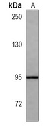 GW Mouse Monoclonal Antibody