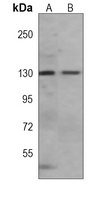SIRT1 Antibody