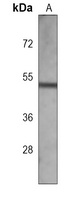 ATG4C Mouse Monoclonal Antibody