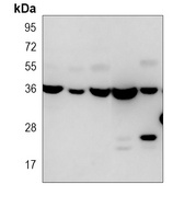 WBP2 Antibody