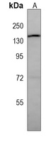 TSC1 Antibody