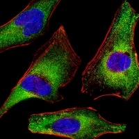 Anti-ATG4A Antibody