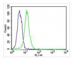 Anti-ATG4A Antibody