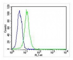 ATG4A antibody