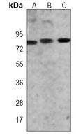 GOLGA5 Antibody