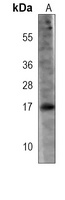 MCFD2 Antibody